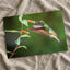 Hummingbird Feeding on Flower Photo Wall Print (7 Sizes) - High Quality