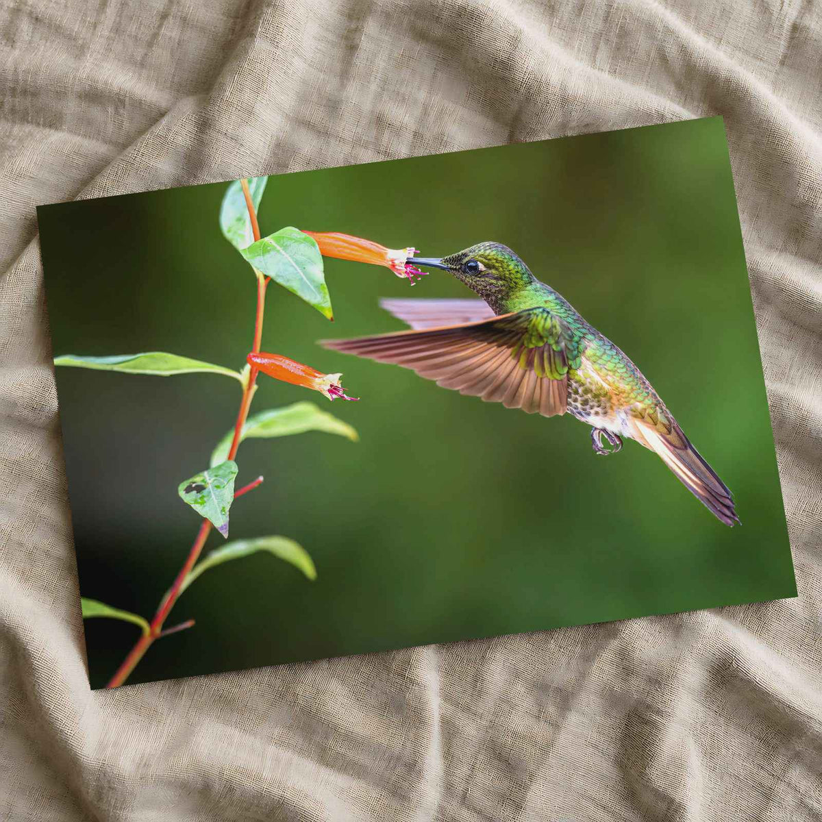 Hummingbird Feeding on Flower Photo Wall Print (7 Sizes) - High Quality