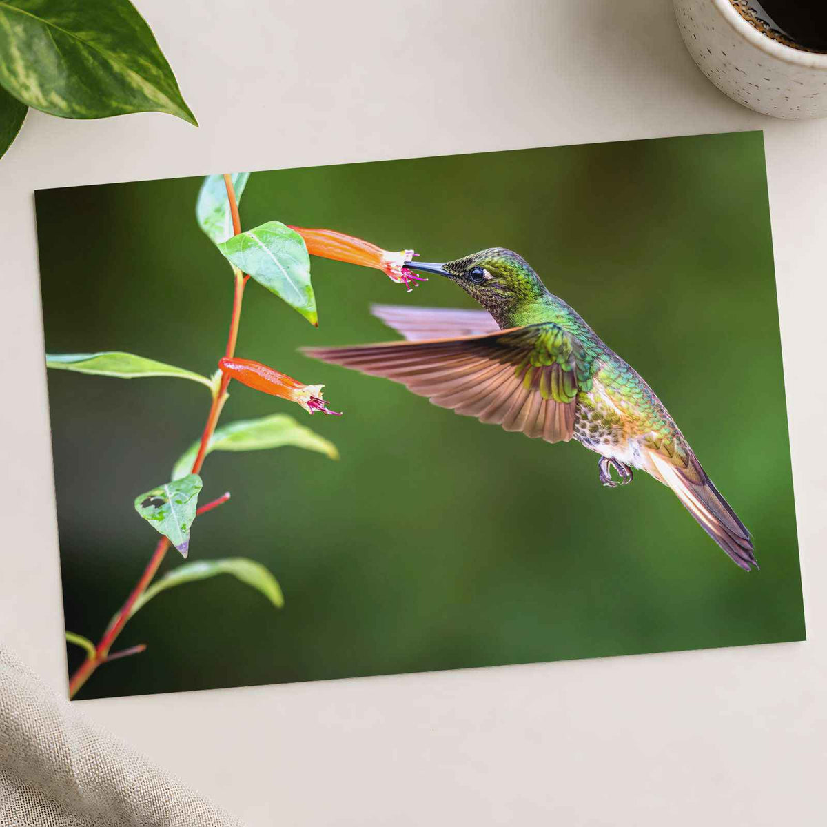 Hummingbird Feeding on Flower Photo Wall Print (7 Sizes) - High Quality