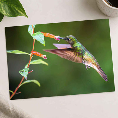 Hummingbird Feeding on Flower Photo Wall Print (7 Sizes) - High Quality