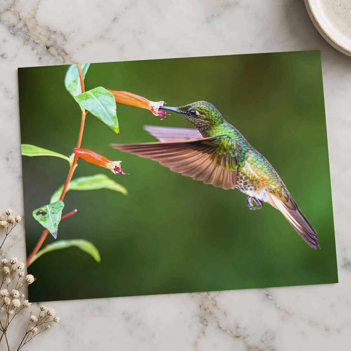Hummingbird Feeding on Flower Photo Wall Print (7 Sizes) - High Quality