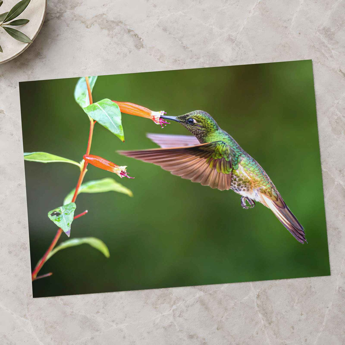 Hummingbird Feeding on Flower Photo Wall Print (7 Sizes) - High Quality