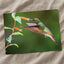 Hummingbird Feeding on Flower by Zdeněk Macháček Photo Print Wall Decor