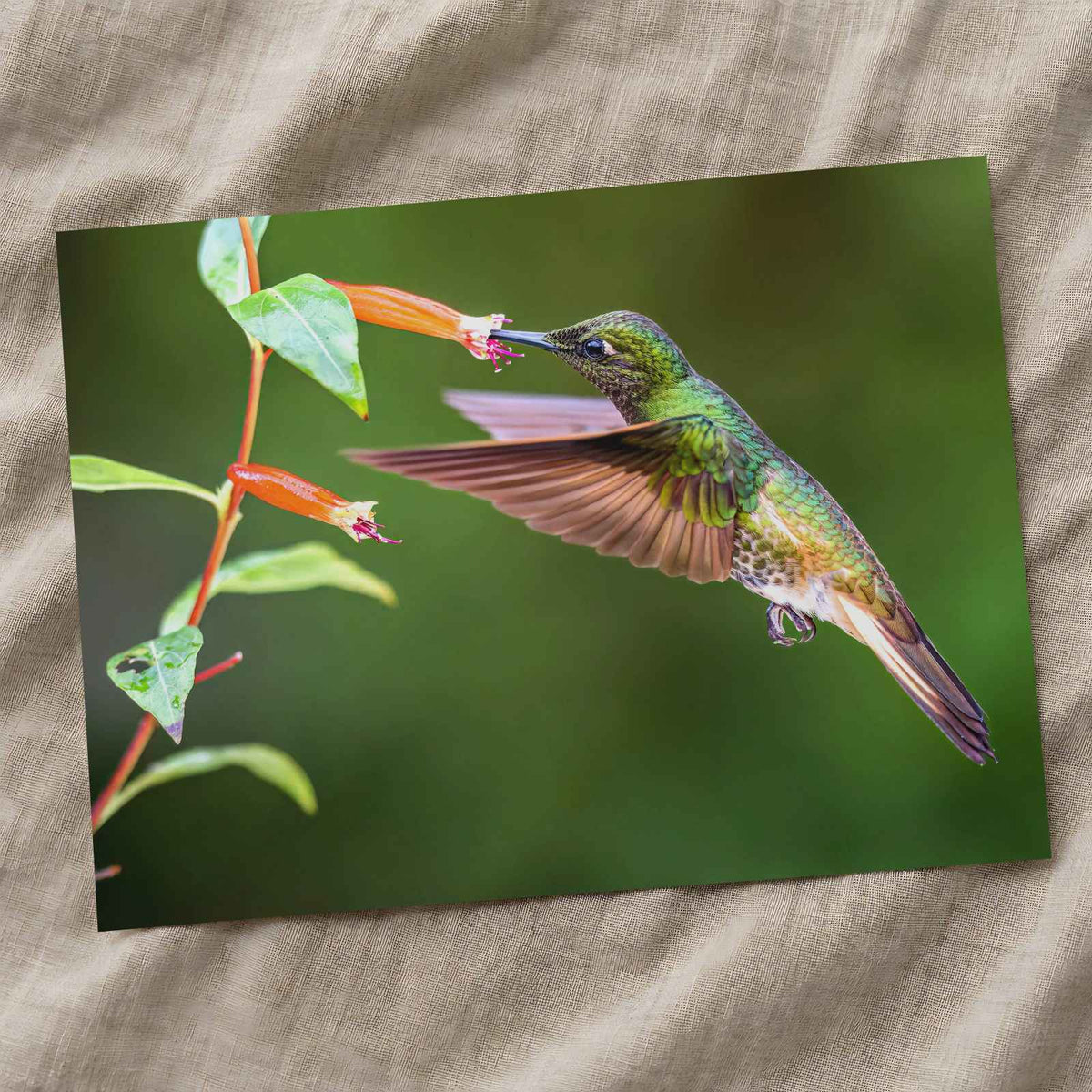 Hummingbird Feeding on Flower by Zdeněk Macháček Photo Print Wall Decor