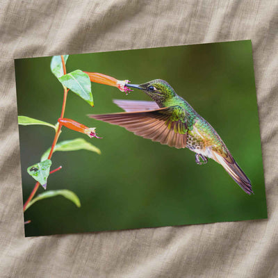 Hummingbird Feeding on Flower by Zdeněk Macháček Photo Print Wall Decor