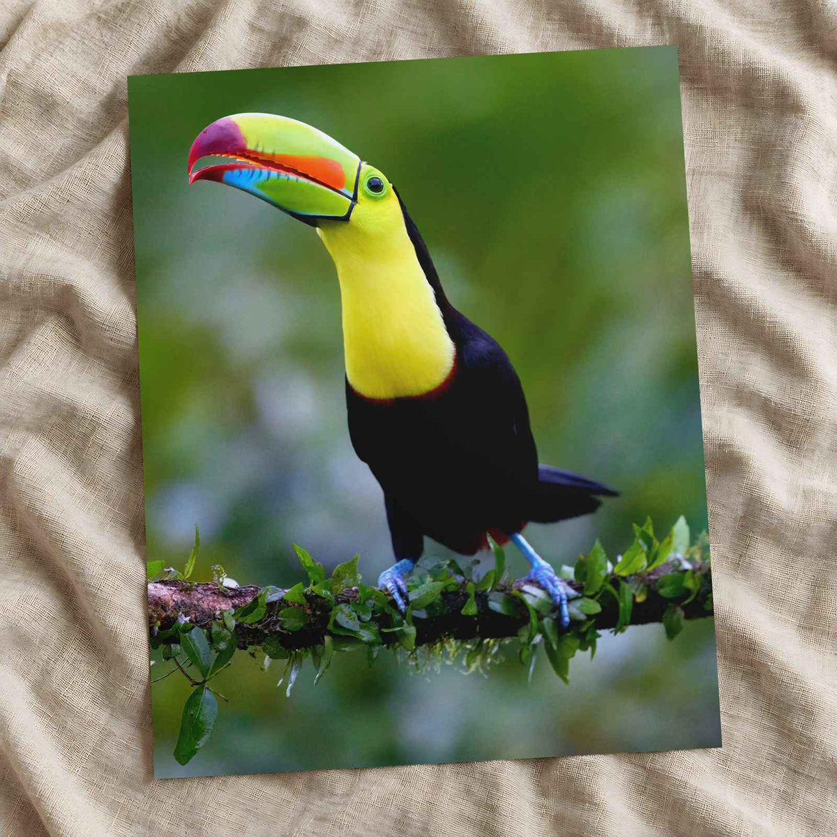 Colorful Toucan Perched on Tree Branch Boca Tapada Photo Wall Print (7 Sizes)