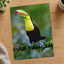 Colorful Toucan Perched on Tree Branch Boca Tapada Photo Wall Print (7 Sizes)