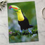 Colorful Toucan Perched on Tree Branch Boca Tapada Photo Wall Print (7 Sizes)