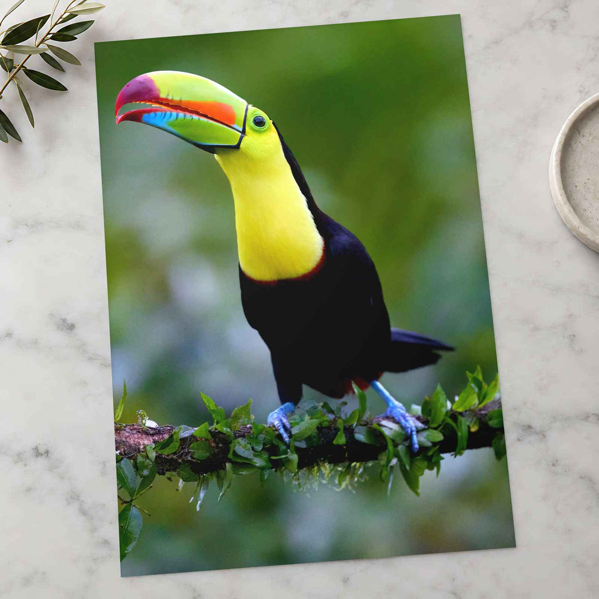 Colorful Toucan Perched on Tree Branch Boca Tapada Photo Wall Print (7 Sizes)