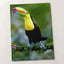 Colorful Toucan Perched on Tree Branch Boca Tapada Photo Wall Print (7 Sizes)