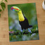 Colorful Toucan Perched on Tree Branch Boca Tapada Photo Wall Print (7 Sizes)