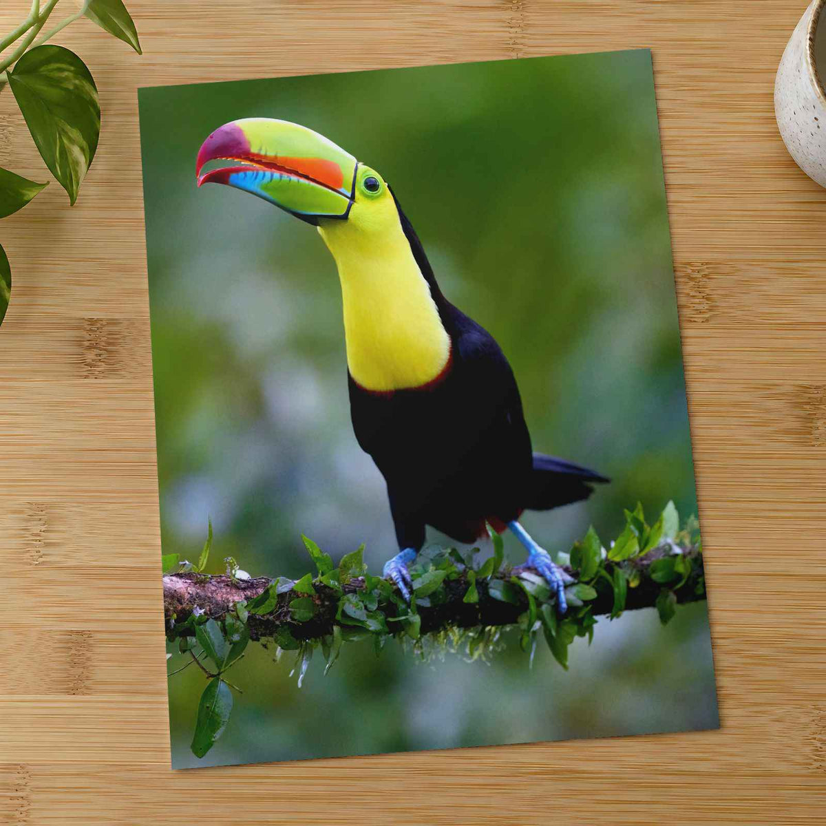 Colorful Toucan Perched on Tree Branch Boca Tapada Photo Wall Print (7 Sizes)