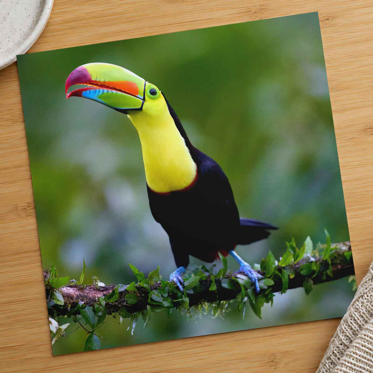 Colorful Toucan Perched on Tree Branch Boca Tapada Photo Wall Print (7 Sizes)