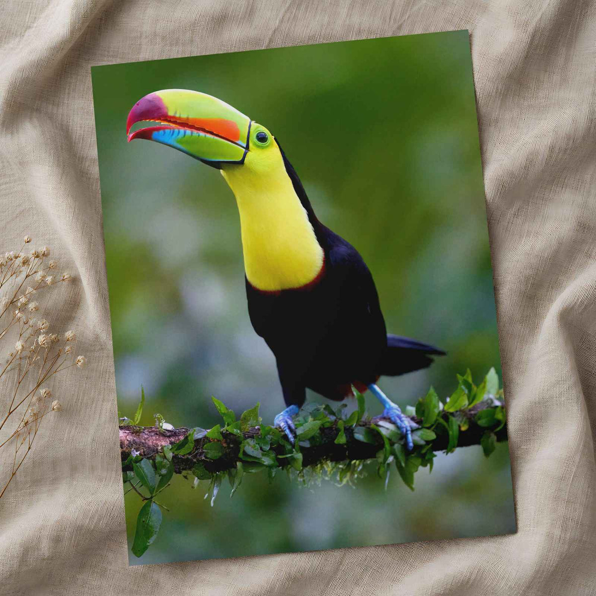 Colorful Toucan Perched on Tree Branch Boca Tapada Photo Wall Print (7 Sizes)