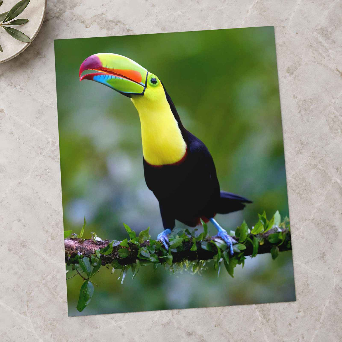 Colorful Toucan Perched on Tree Branch by Zdeněk Macháček Photo Print Wall Decor