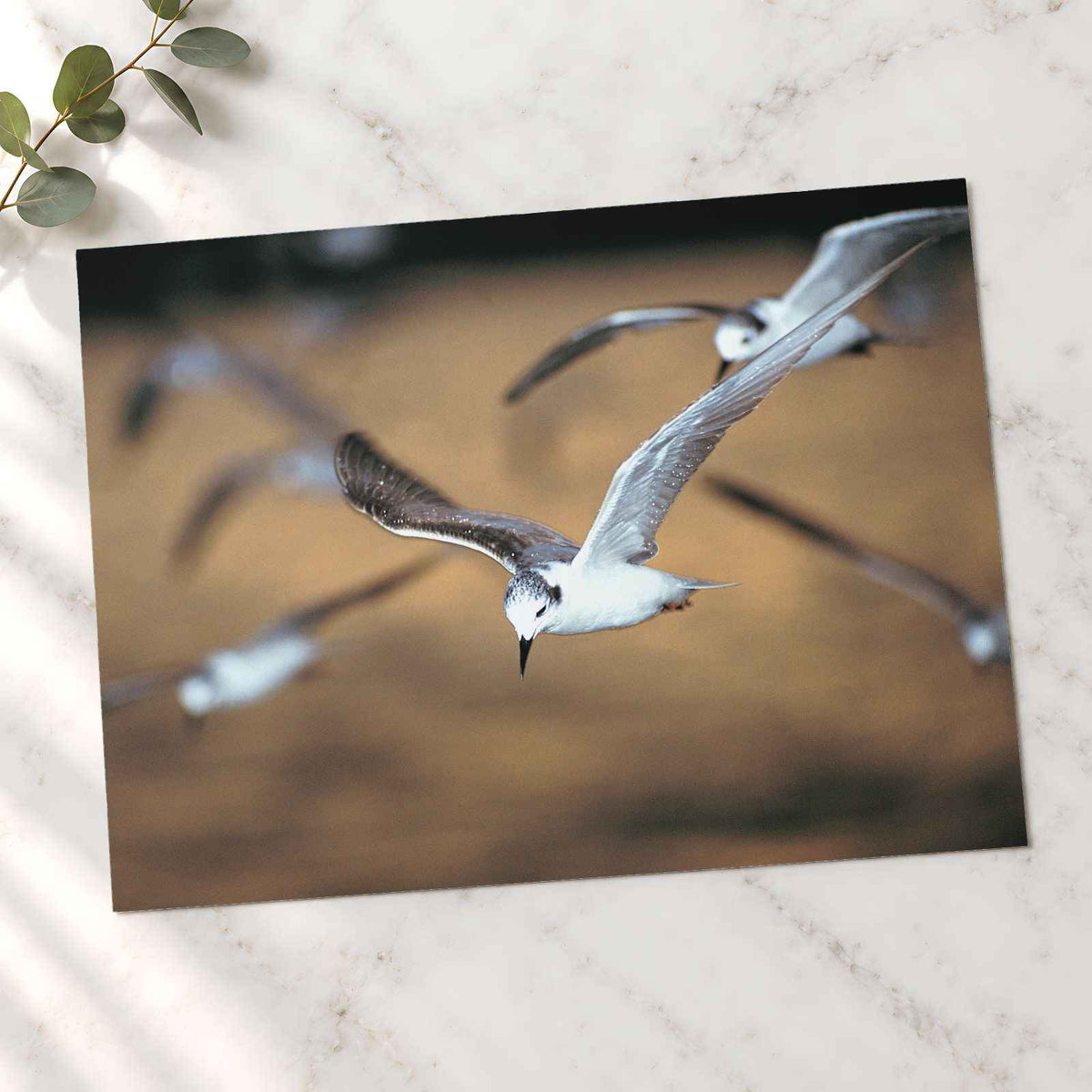 Flock of Seagulls Flying Through the Air Photo Print (7 Sizes) - Premium Quality