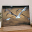 Flock of Seagulls Flying Through the Air Photo Print (7 Sizes) - Premium Quality