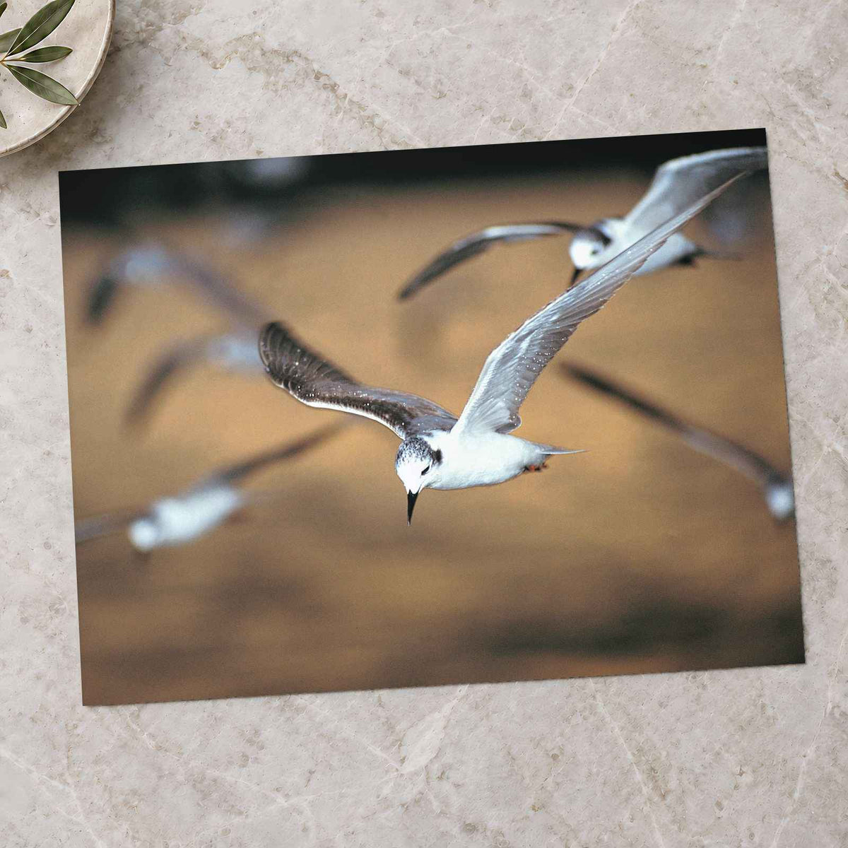 Flock of Seagulls Flying Through the Air Photo Print (7 Sizes) - Premium Quality