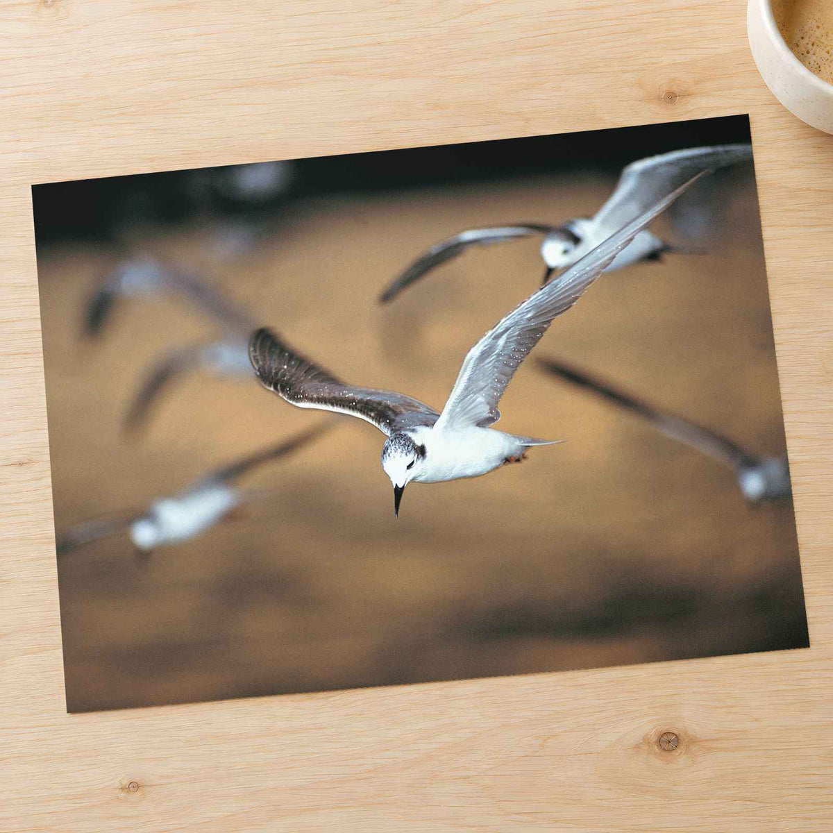Flock of Seagulls Flying Through the Air Photo Print (7 Sizes) - Premium Quality