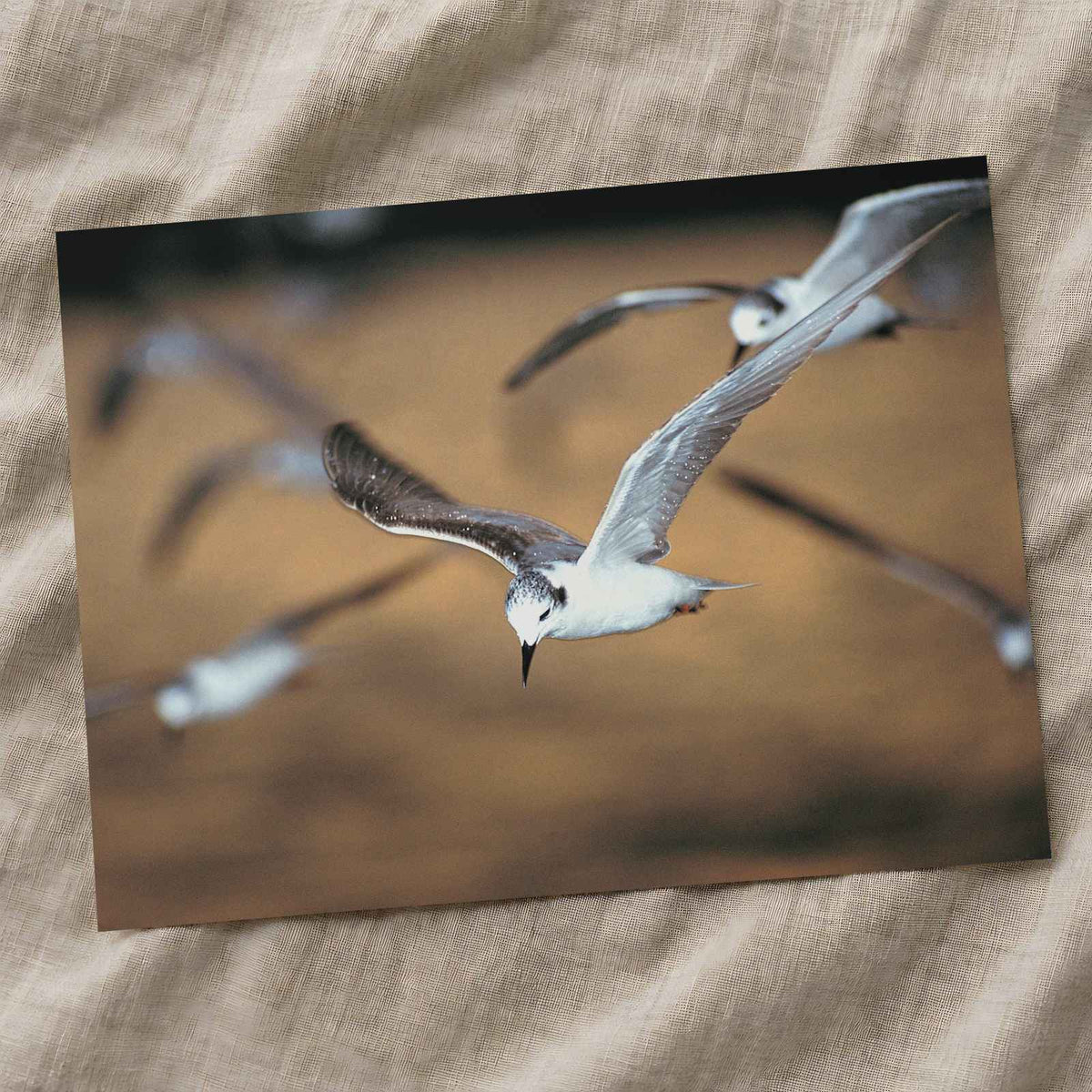 Flock of Seagulls Flying Through the Air Photo Print Wall Decor