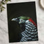 Close Up of Bird with Black Background Photo Print (7 Sizes) - Premium Quality