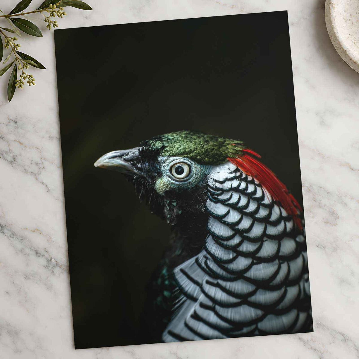 Close Up of Bird with Black Background Photo Print (7 Sizes) - Premium Quality