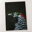 Close Up of Bird with Black Background Photo Print (7 Sizes) - Premium Quality
