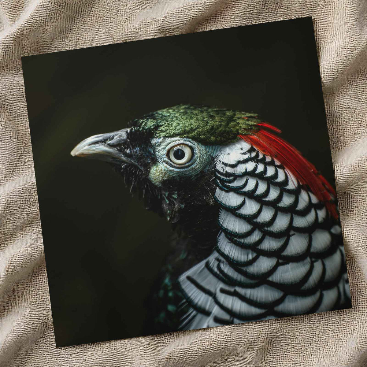 Close Up of Bird with Black Background Photo Print (7 Sizes) - Premium Quality