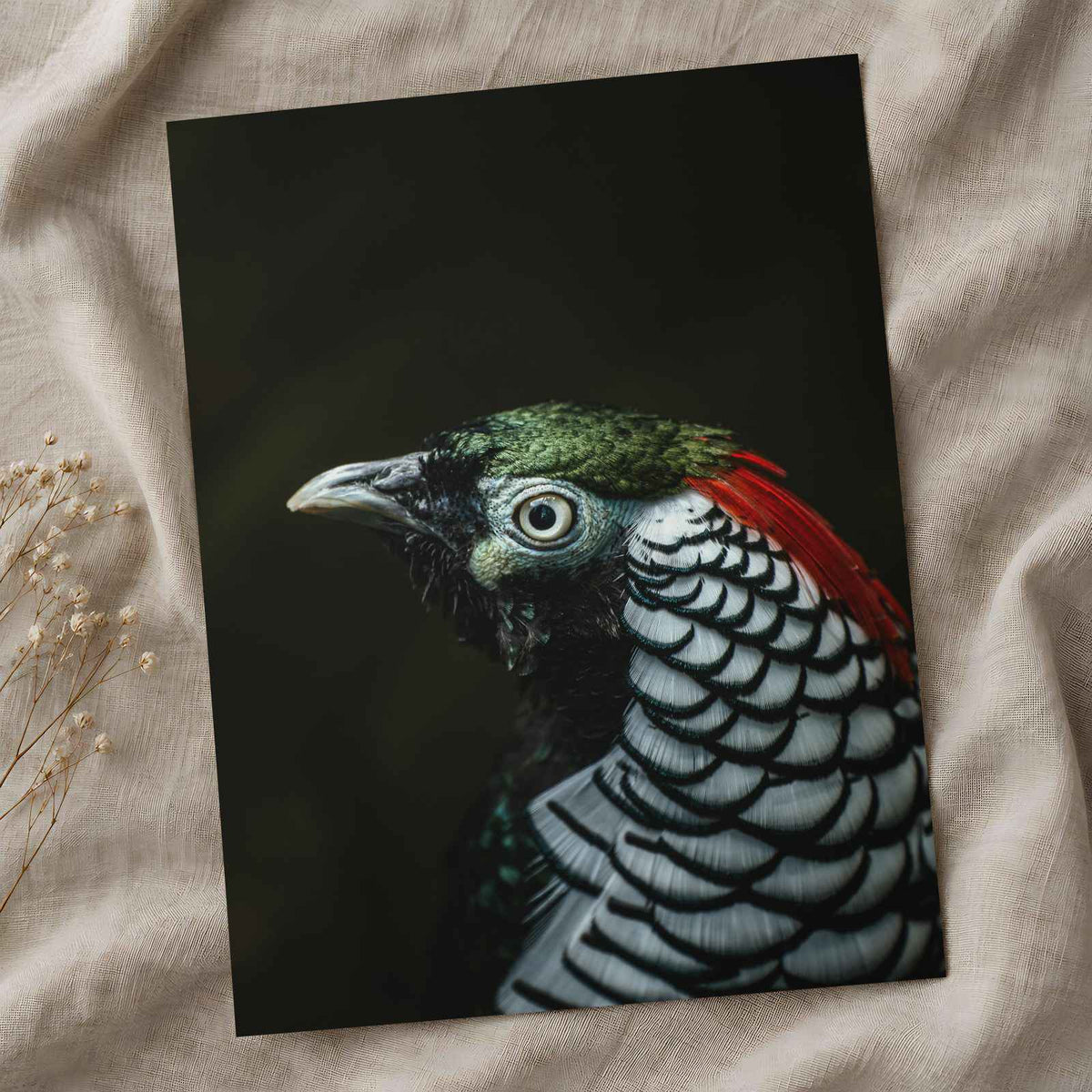 Close Up of Bird with Black Background Photo Print (7 Sizes) - Premium Quality
