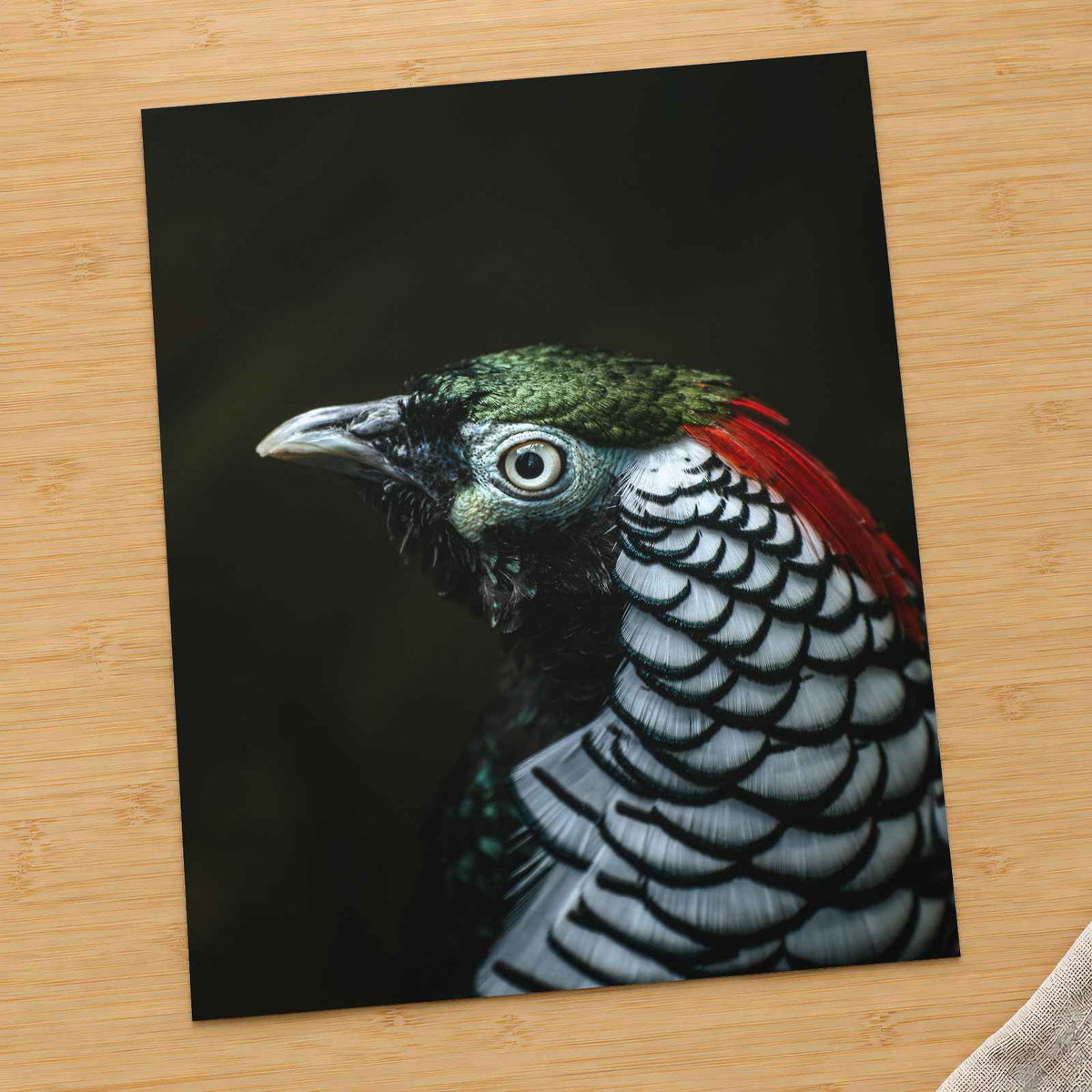 Close Up of Bird with Black Background by Cphotos Photo Print Wall Decor