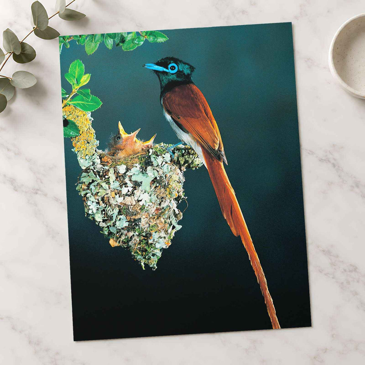 Tropical Bird with Long Tail Feathers Photo Wall Art (6 Sizes) - Shipped Flat