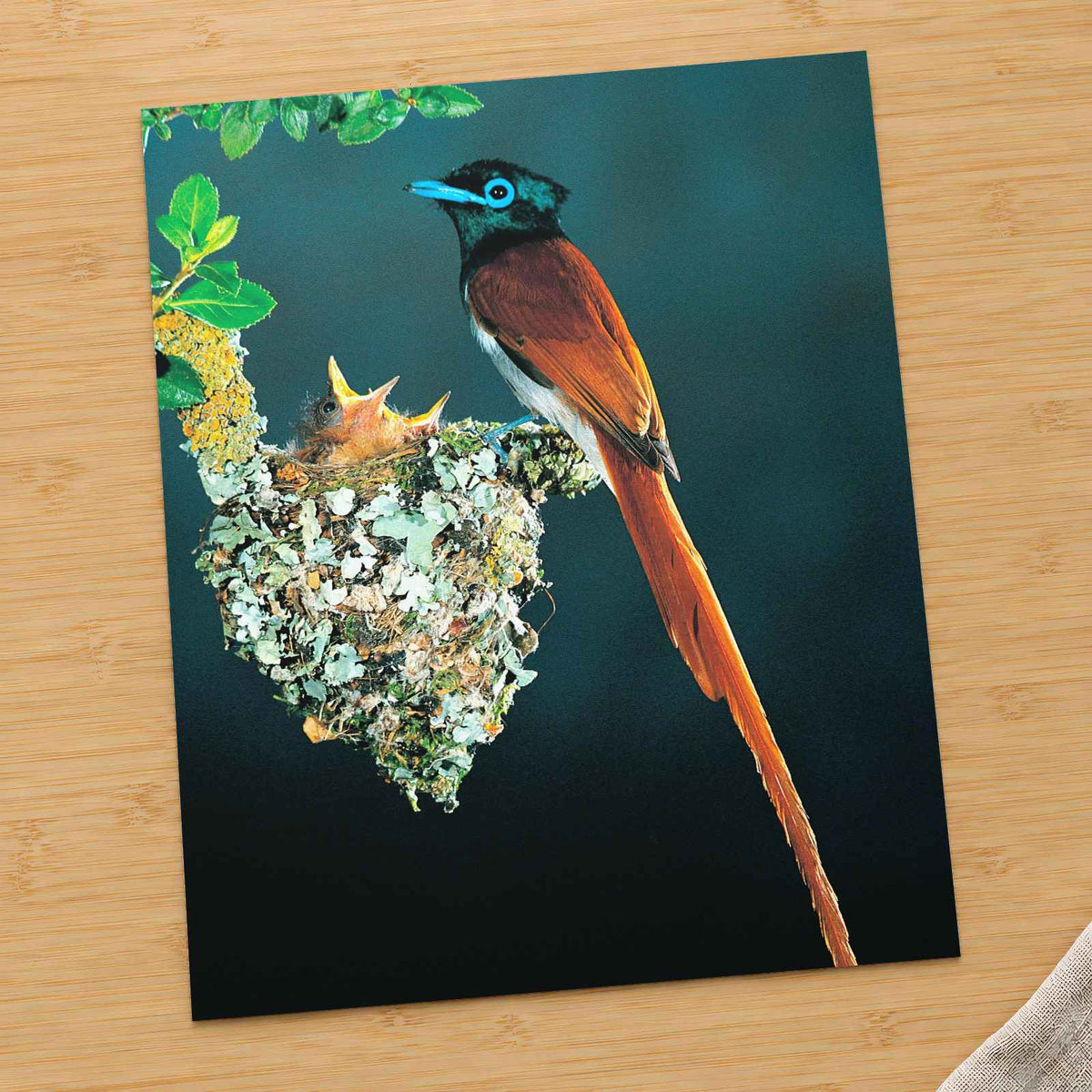 Tropical Bird with Long Tail Feathers Photo Wall Art (6 Sizes) - Shipped Flat