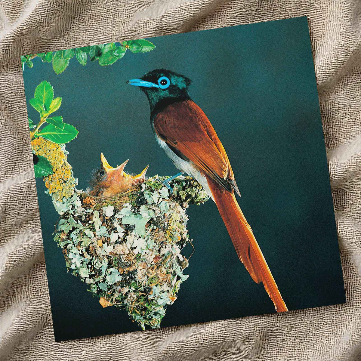 Tropical Bird with Long Tail Feathers Photo Wall Art (6 Sizes) - Shipped Flat