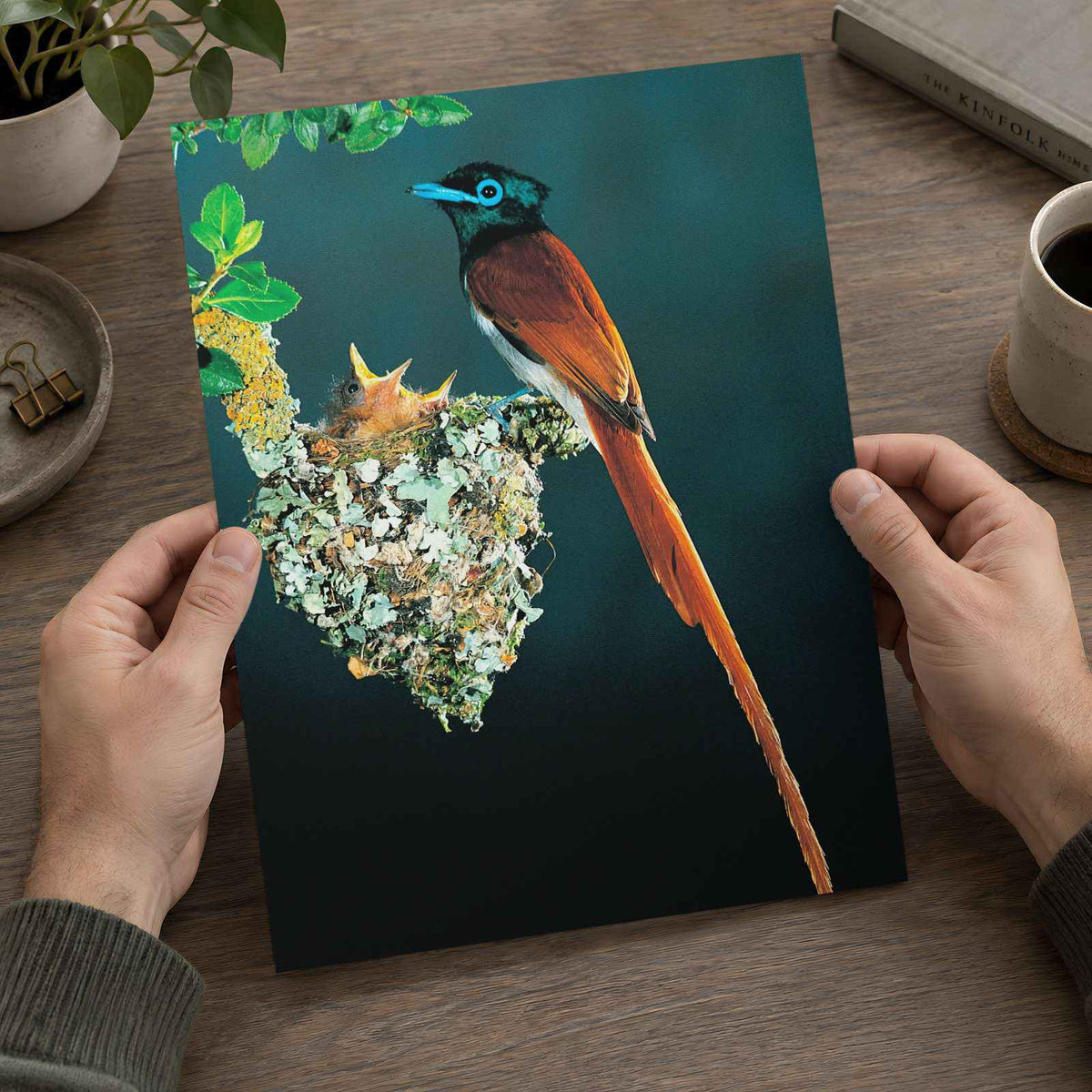 Tropical Bird with Long Tail Feathers Photo Wall Art (6 Sizes) - Shipped Flat