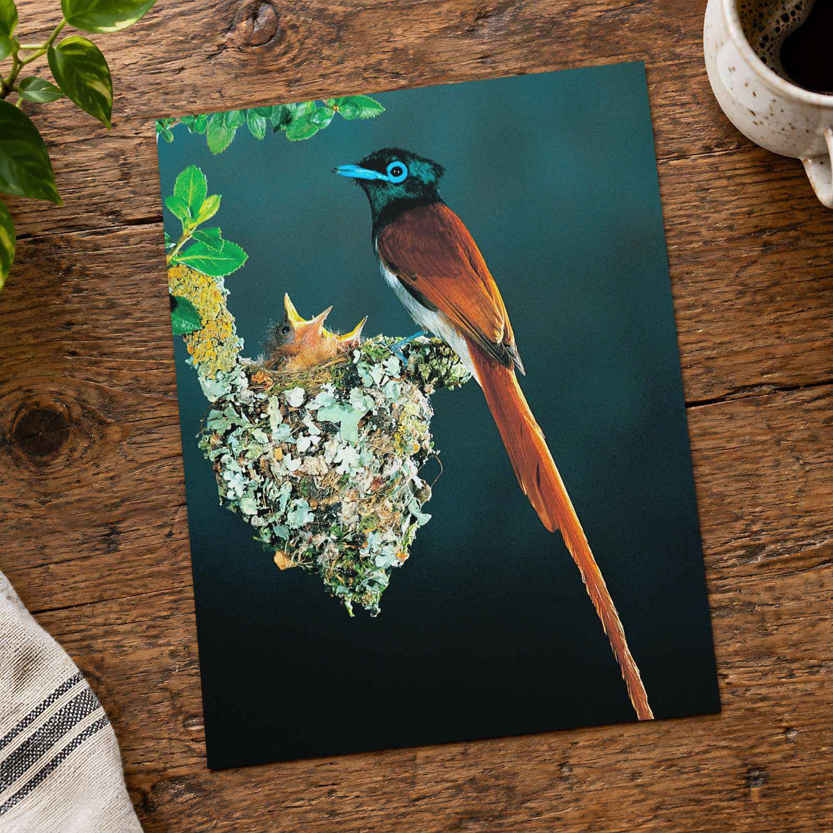 Tropical Bird with Long Tail Feathers Photo Print Wall Decor