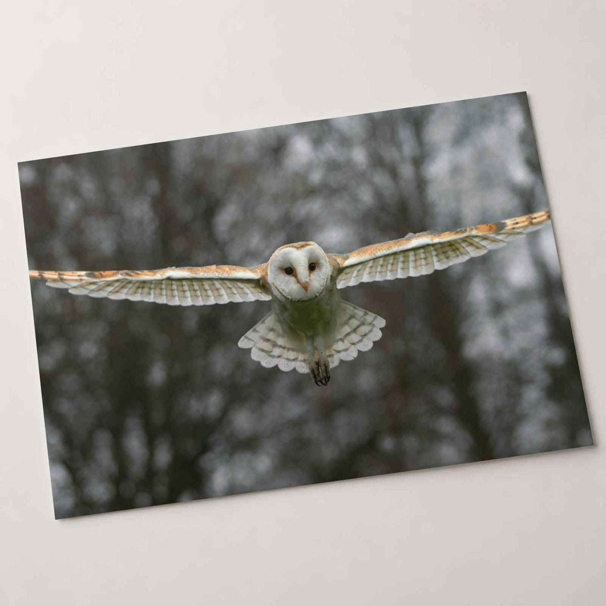 Flying Barn Owl Photo Print (7 Sizes) - Shipped Flat