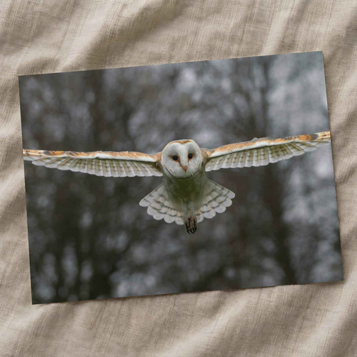 Flying Barn Owl Photo Print (7 Sizes) - Shipped Flat