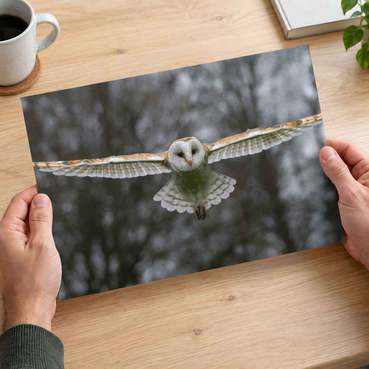 Flying Barn Owl Photo Print (7 Sizes) - Shipped Flat
