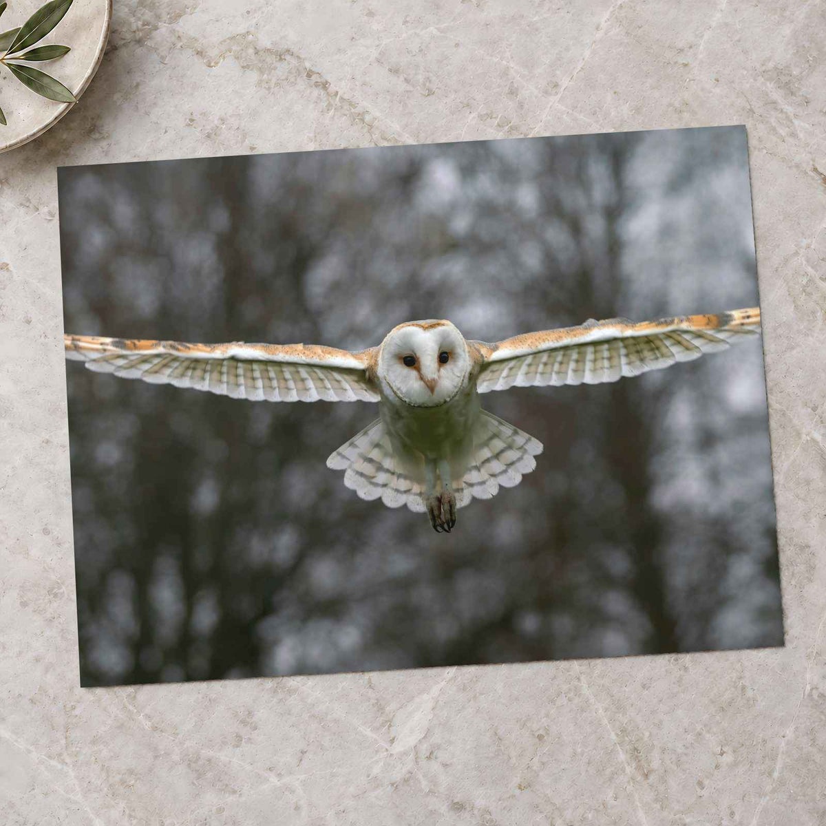 Flying Barn Owl Photo Print Wall Decor