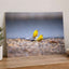 Two Yellow Birds Sitting on Rock in Rain Hawaii Photo Print (7 Sizes)
