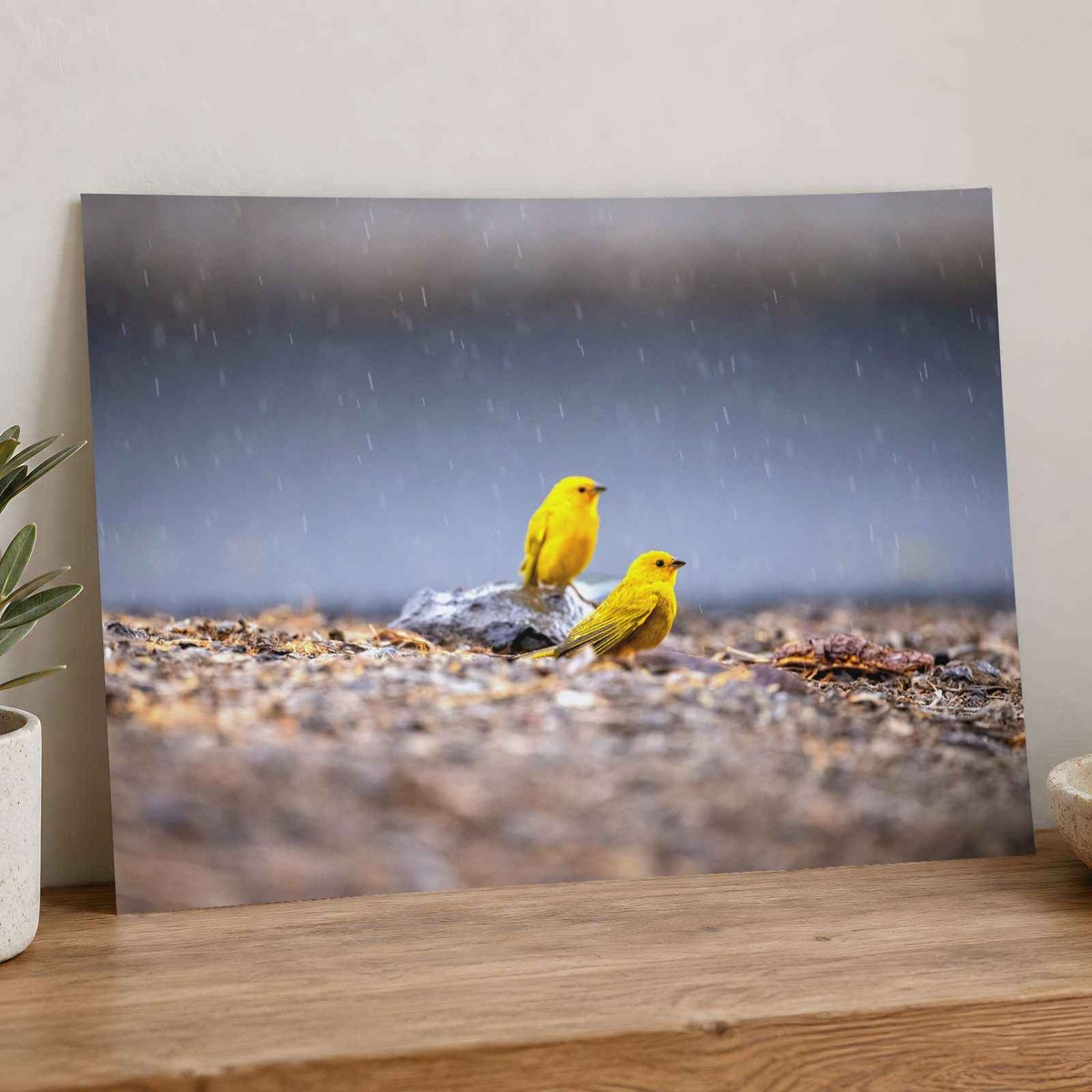 Two Yellow Birds Sitting on Rock in Rain Hawaii Photo Print (7 Sizes)