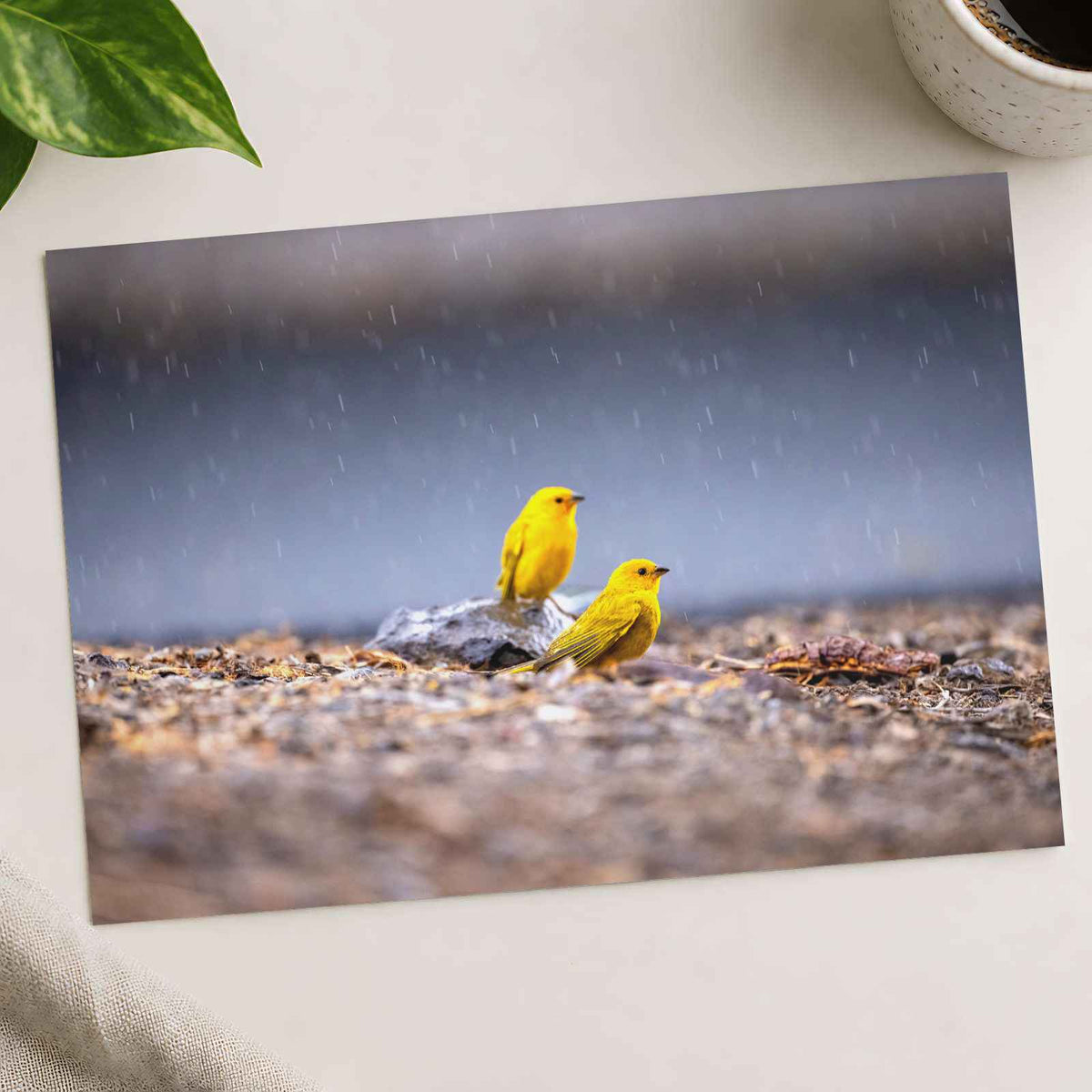 Two Yellow Birds Sitting on Rock in Rain Hawaii Photo Print (7 Sizes)