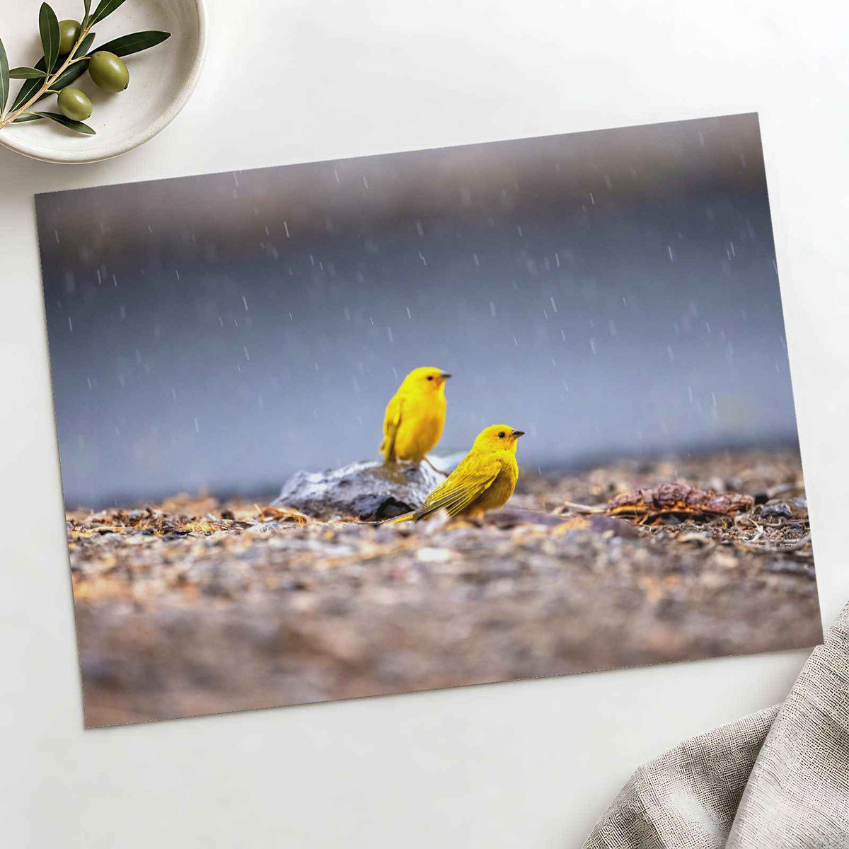 Two Yellow Birds Sitting on Rock in Rain Hawaii Photo Print (7 Sizes)