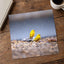 Two Yellow Birds Sitting on Rock in Rain Hawaii Photo Print (7 Sizes)