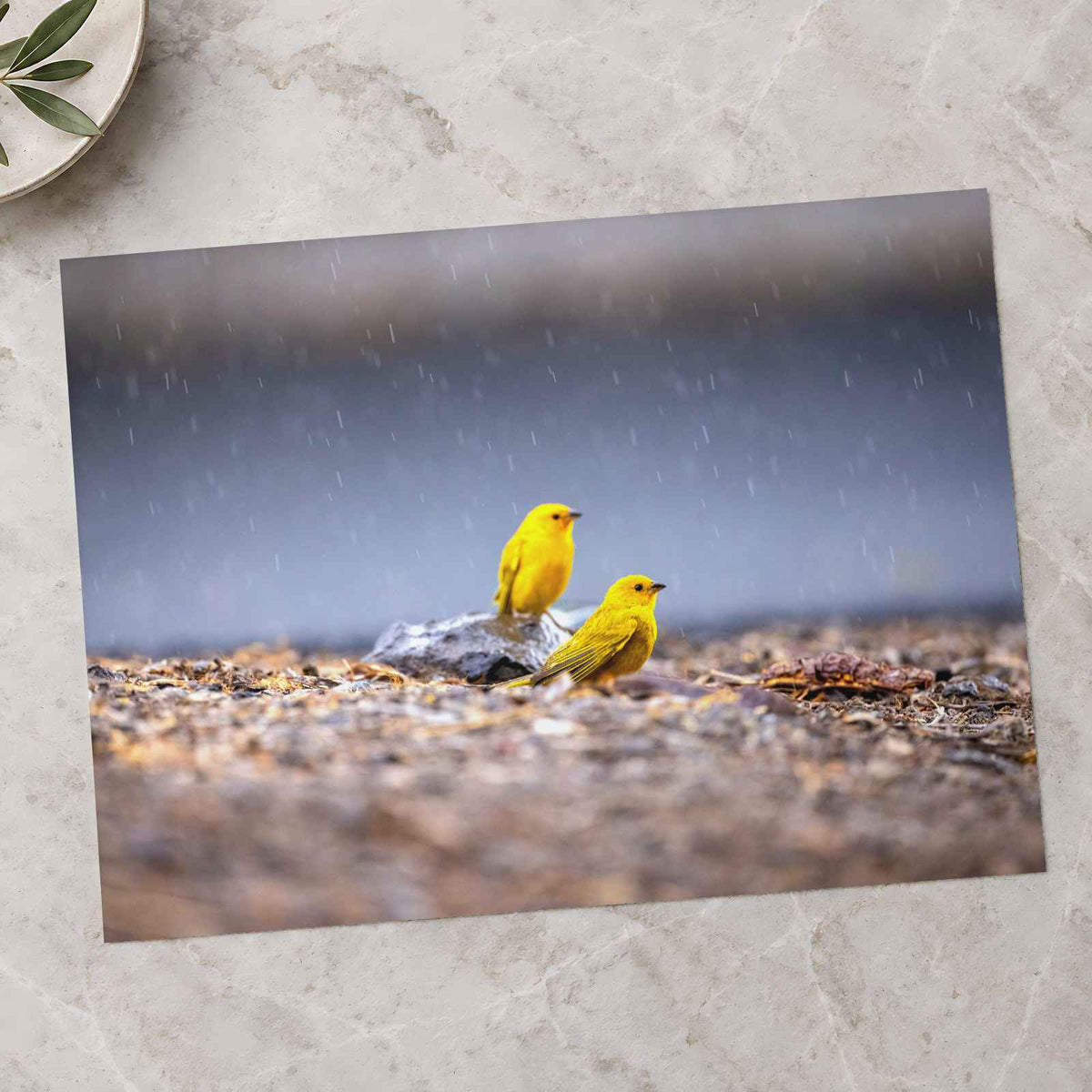 Two Yellow Birds Sitting on Rock in Rain Hawaii Photo Print (7 Sizes)