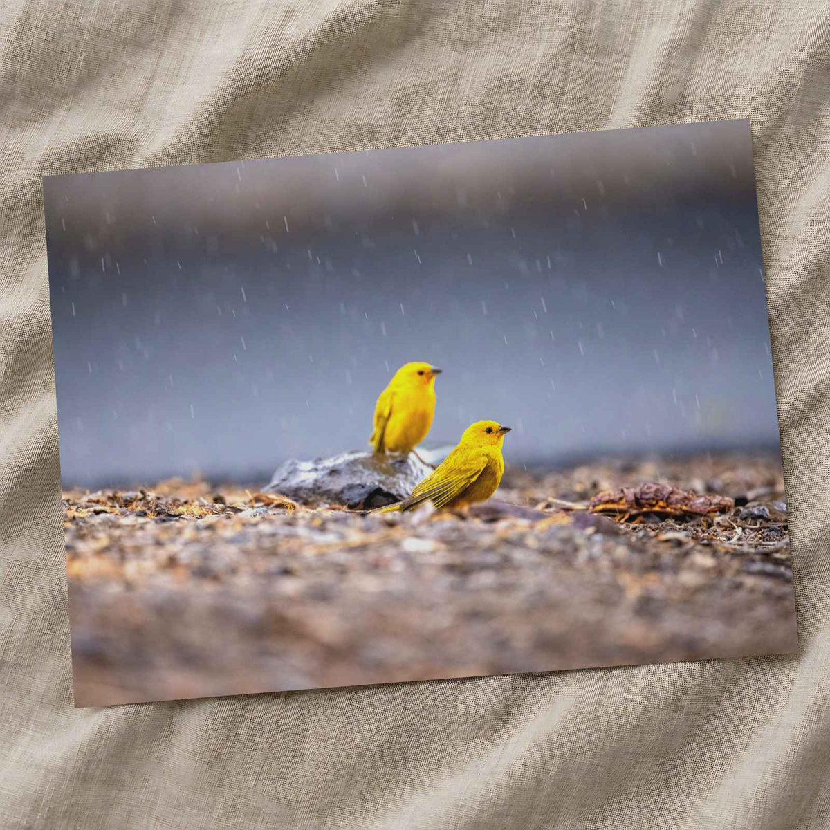Two Yellow Birds Sitting on Rock in Rain by Matt Bango Photo Print Wall Decor