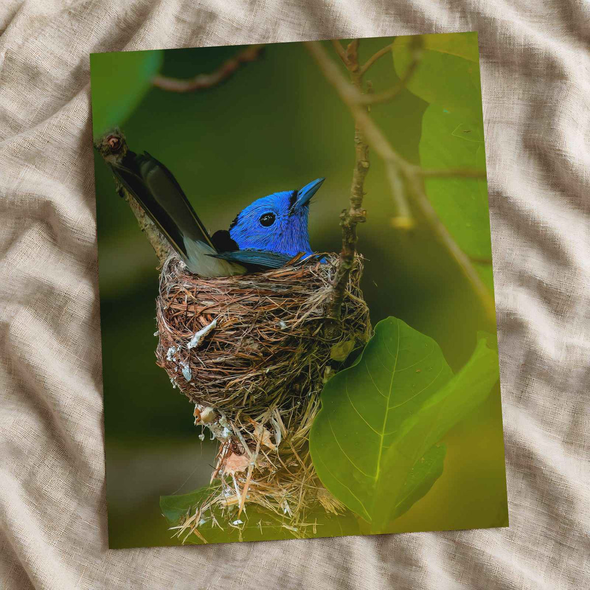 Blue Bird Sitting in Nest on Tree Branch Photography Print (5 Sizes) - Frameable