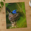Blue Bird Sitting in Nest on Tree Branch Photography Print (5 Sizes) - Frameable