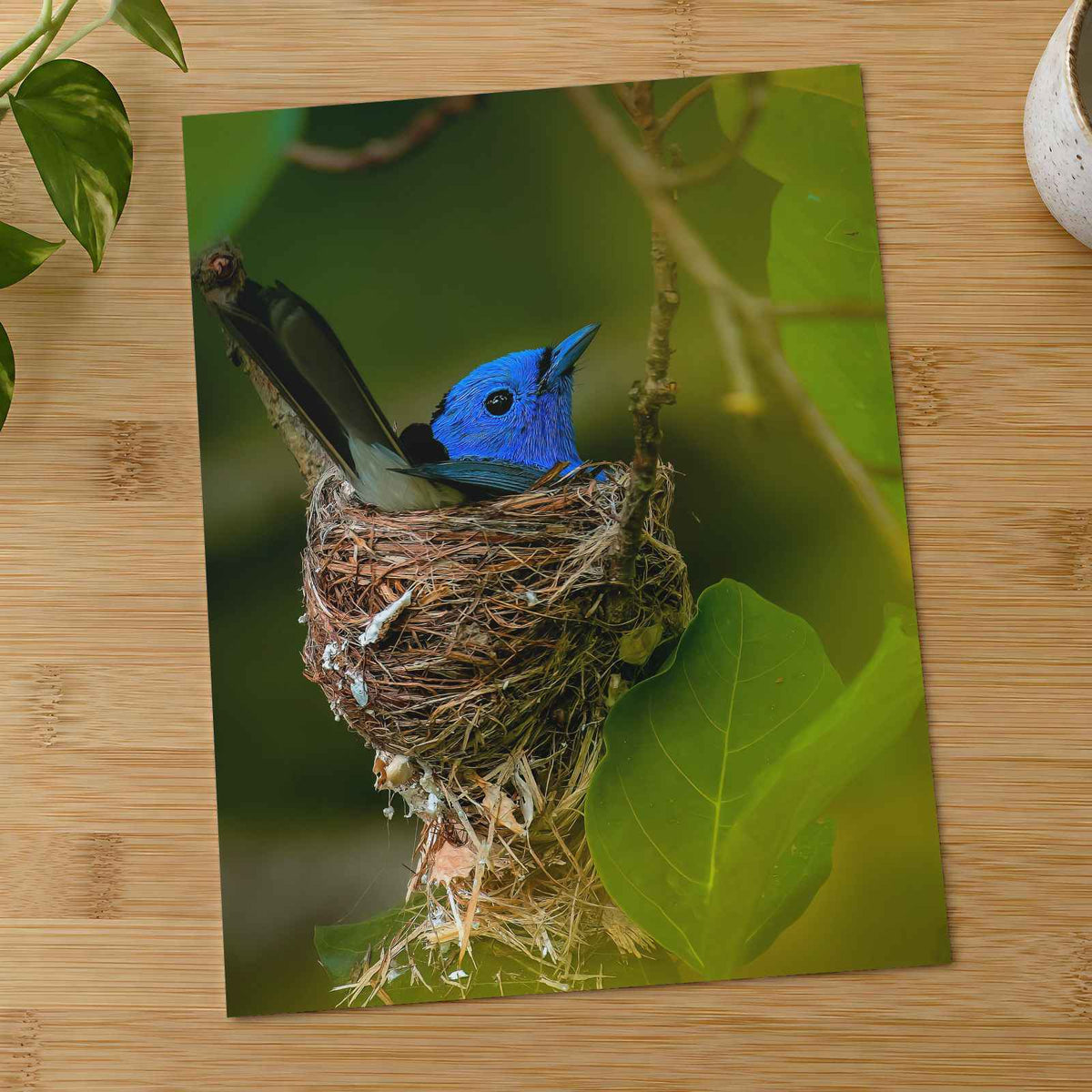 Blue Bird Sitting in Nest on Tree Branch Photography Print (5 Sizes) - Frameable