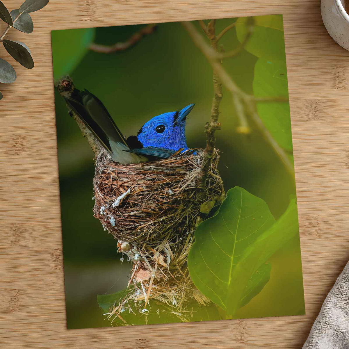 Blue Bird Sitting in Nest on Tree Branch Photography Print (5 Sizes) - Frameable